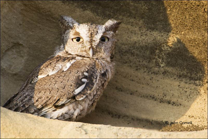 Owl;Screech Owl;Western Screech Owl;Otus kennicottii;portrait;one animal;close-up;color image;photography;day;outdoors. Wildlife;birds;animals in the wild;avifauna;eye;nature;wild;wilderness;looking;perching;perched;watch;Birds of Prey;Curved Beak;Hunter;Hunters;Predator;Predatory;Talon;Talons;Raptor;Raptors;watchful